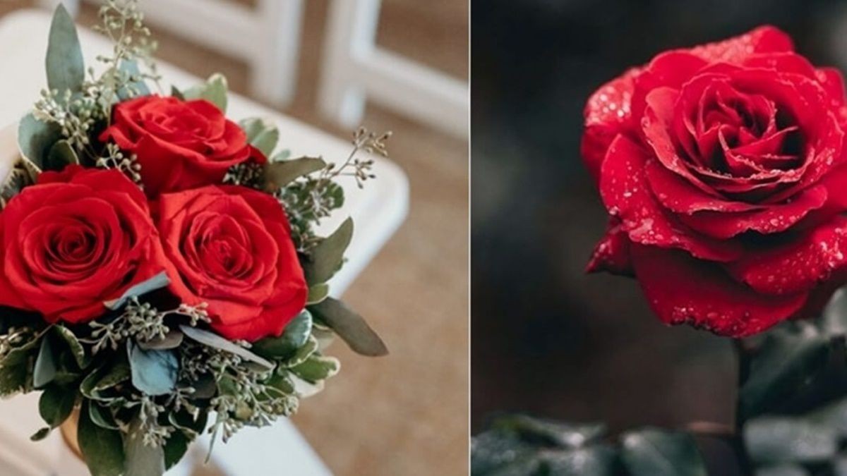 不同顏色的求婚玫瑰代表的花語是什麼呢？